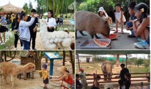 FLC Zoo Safari Park Quy Nhơn tổ chức nhiều hoạt động thú vị