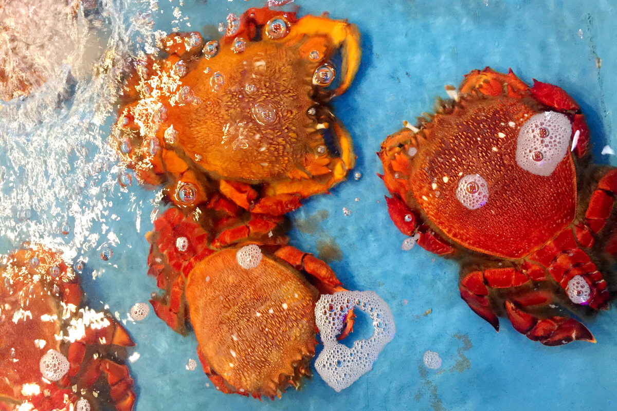 Cua huỳnh đế Quy Nhơn