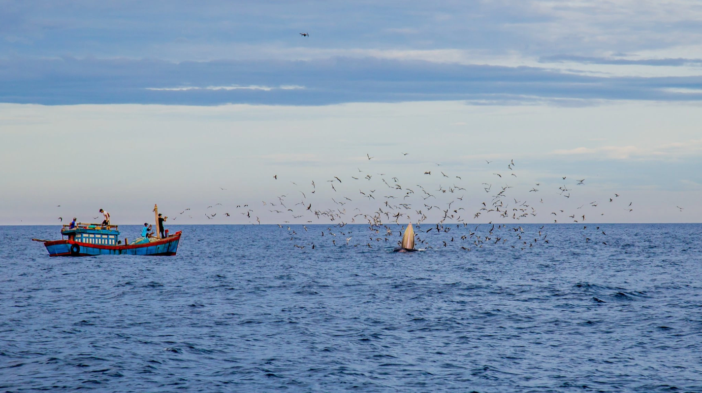 Ngắm cá voi kiếm ăn trên biển là khoảnh khắc đáng nhớ khi du lịch bãi biển Đề Gi