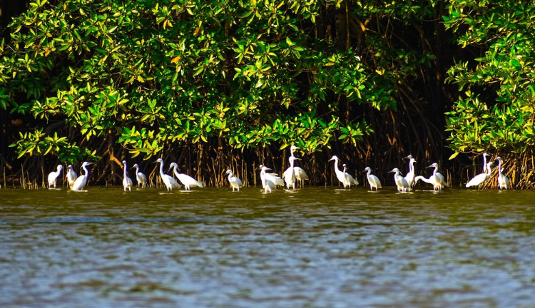 Cồn Chim nổi tiếng với hệ sinh thái đa dạng, phong phú