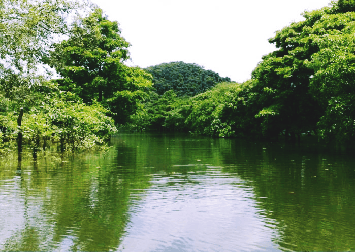 Bao quanh Hồ Núi Một là những cánh rừng nguyên sinh rậm rạp, nơi cư trú của nhiều loài động thực vật quý hiếm