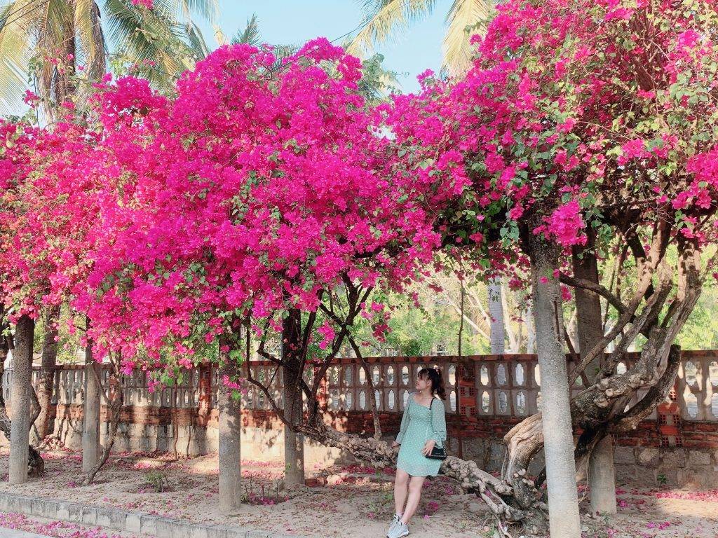 Tạo dáng dưới hàng cây hoa giấy